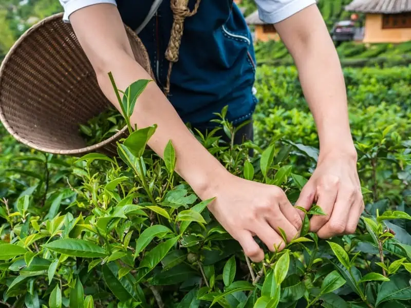 picking leaves - farm