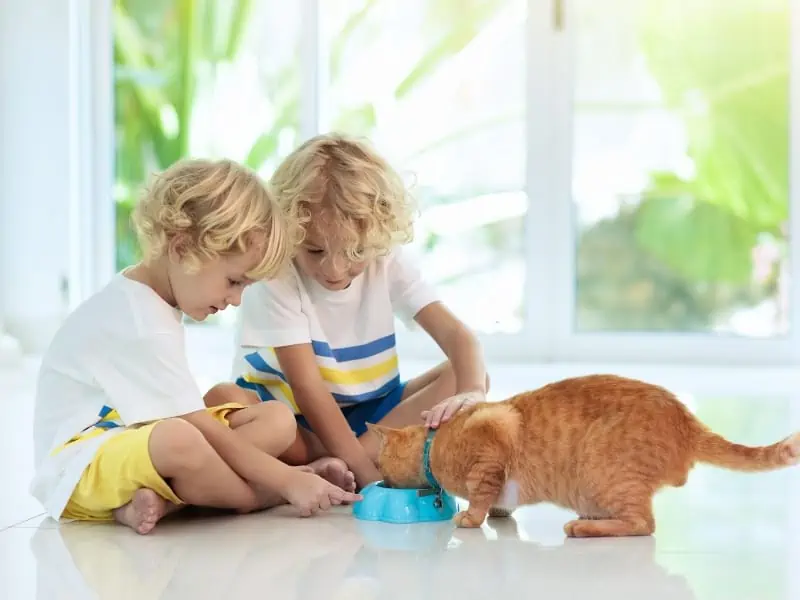 kids caring for cat