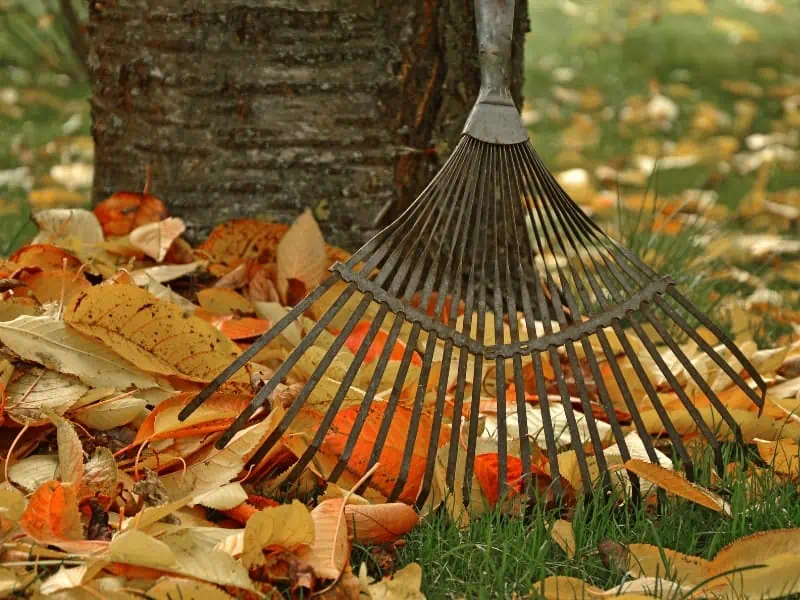 raking leaves