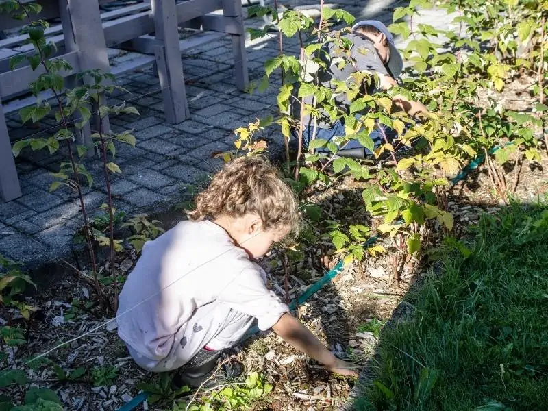 girl pulling weeds